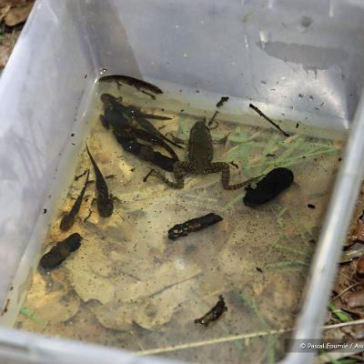 Belle moisson avec fourreaux de trichoptères, larves de salamandre et juvénile de grenouille verte