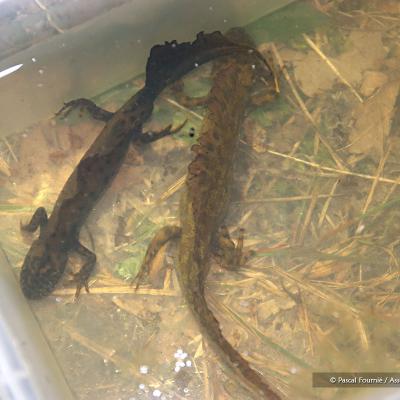 Tritons crêtés dans l'attente d'être remis en liberté